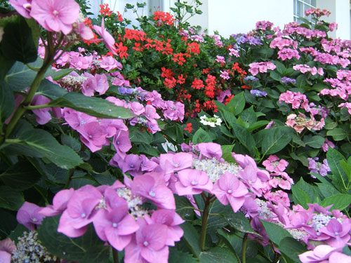 quelle fleur avec hortensia